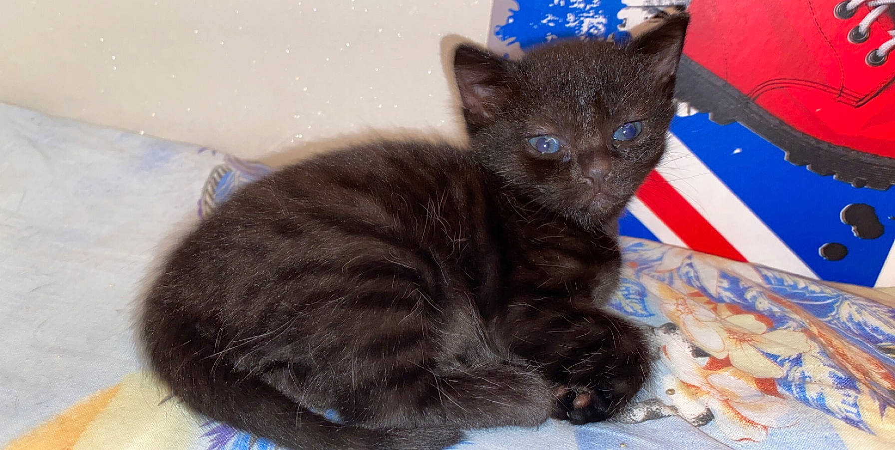 Nala participe au concours pour gagner de l'argent avec cette photo : asian, black_cat, burmese, carnivore, cat, chartreux, domestic_short_haired_cat, felidae, german_rex, havana_brown, kitten, korat, mammal, nebelung, rex_cat, russian_blue, small_to_medium_sized_cats, snout, vertebrate, whiskers