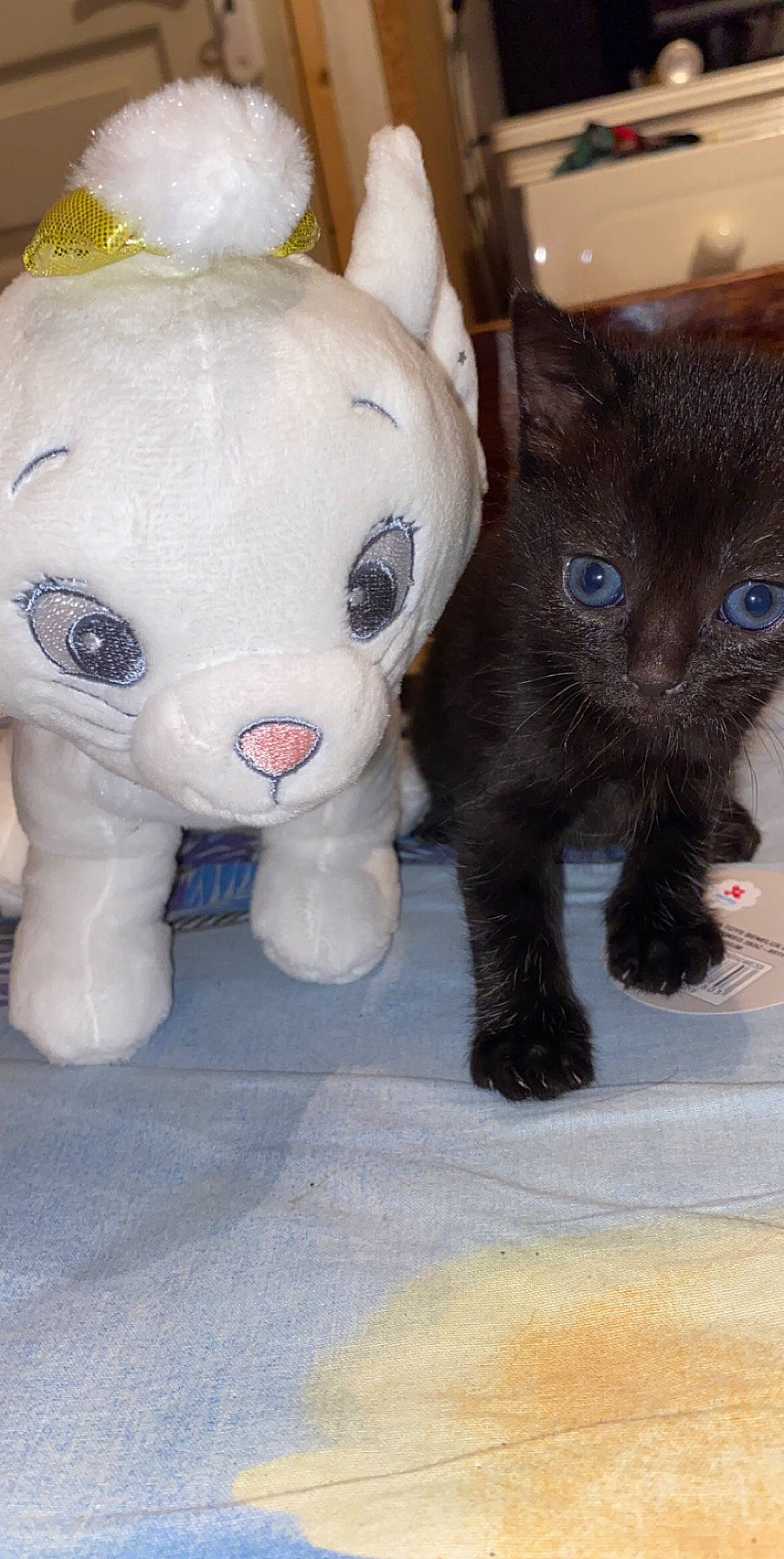 Nala a rejoint le concours — aidez-le/la à gagner de superbes lots ! black_cat, canidae, carnivore, cat, fawn, felidae, fur, german_rex, kitten, plush, small_to_medium_sized_cats, snout, stuffed_toy, tail, toy, whiskers