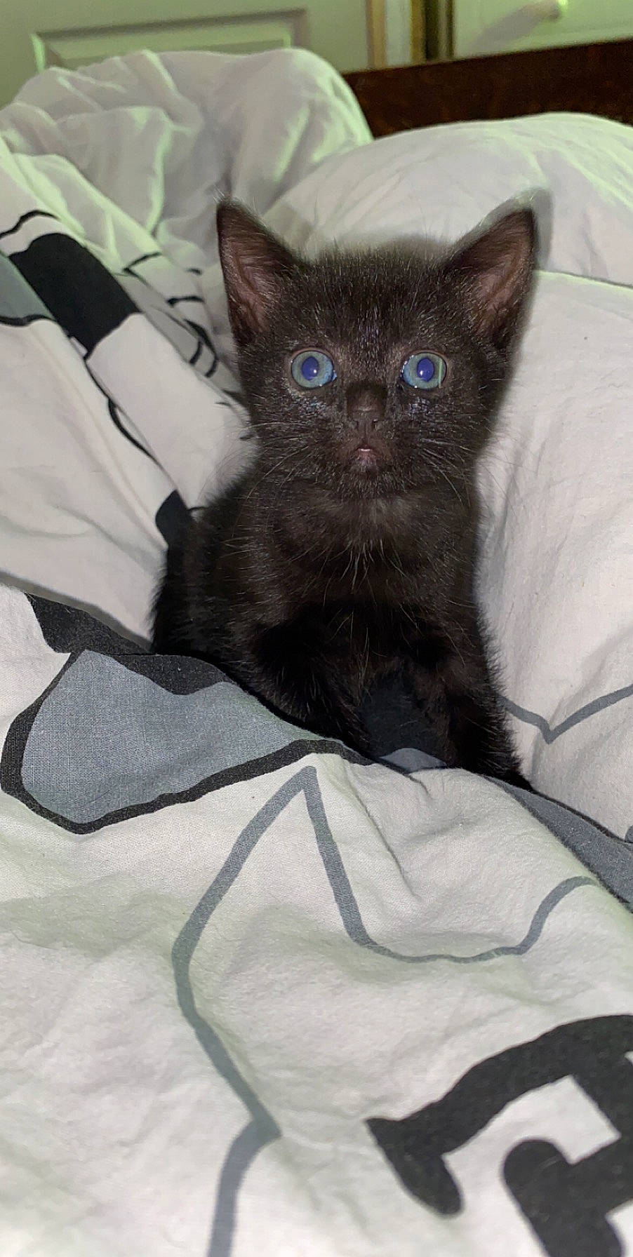 Nala a rejoint le concours — aidez-le/la à gagner de superbes lots ! asian, black_cat, bombay, burmese, carnivore, cat, domestic_short_haired_cat, eye, felidae, german_rex, havana_brown, iris, javanese, kitten, korat, mammal, small_to_medium_sized_cats, snout, vertebrate, whiskers