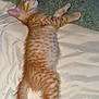 Garfield a rejoint le concours — aidez-le/la à gagner de superbes lots ! kitten, cat, sleeping, orange_tabby, fur, paw, tail, blanket, bed, resting, cute, pet, animal, domestic_cat, soft, cozy, feline, striped, young, relaxed