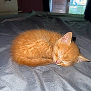 Garfield a rejoint le concours — aidez-le/la à gagner de superbes lots ! kitten, cat, sleeping, orange_fur, bed, blanket, indoor, cozy, cute, pet, animal, feline, resting, fur, whiskers, tail, small, young, soft, peaceful