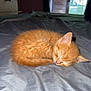 kitten, cat, sleeping, orange_fur, bed, blanket, indoor, cozy, cute, pet, animal, feline, resting, fur, whiskers, tail, small, young, soft, peaceful