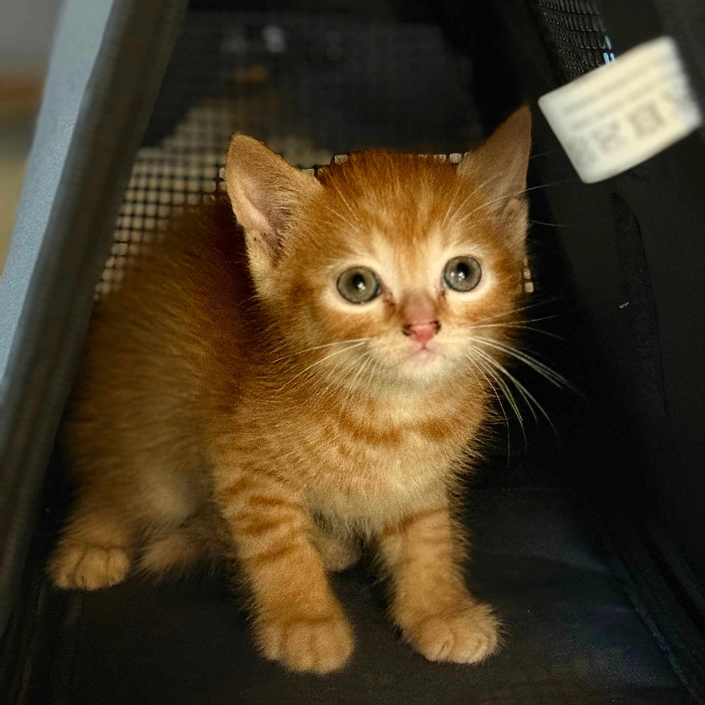 Garfield participe au concours pour gagner de l'argent avec cette photo : animal, carrier, cat, closeup, cozy, curious, cute, domestic_animal, ears, feline, ginger_cat, indoor, kitten, paws, pet, portrait, small, soft_fur, whiskers, young