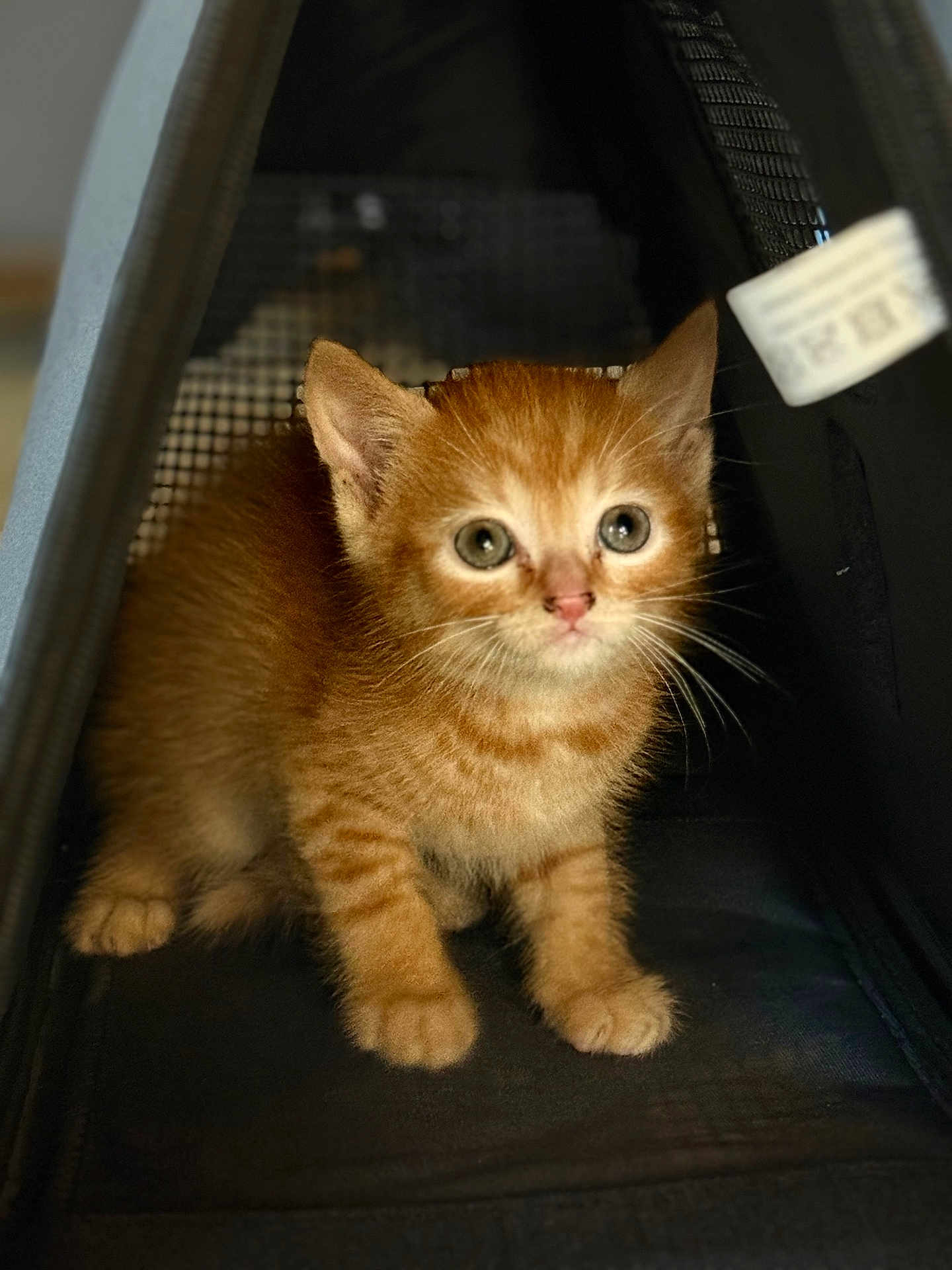 Garfield participe au concours pour gagner de l'argent avec cette photo : kitten, cat, ginger_cat, pet, animal, cute, feline, young, small, whiskers, ears, paws, indoor, carrier, curious, soft_fur, domestic_animal, portrait, closeup, cozy