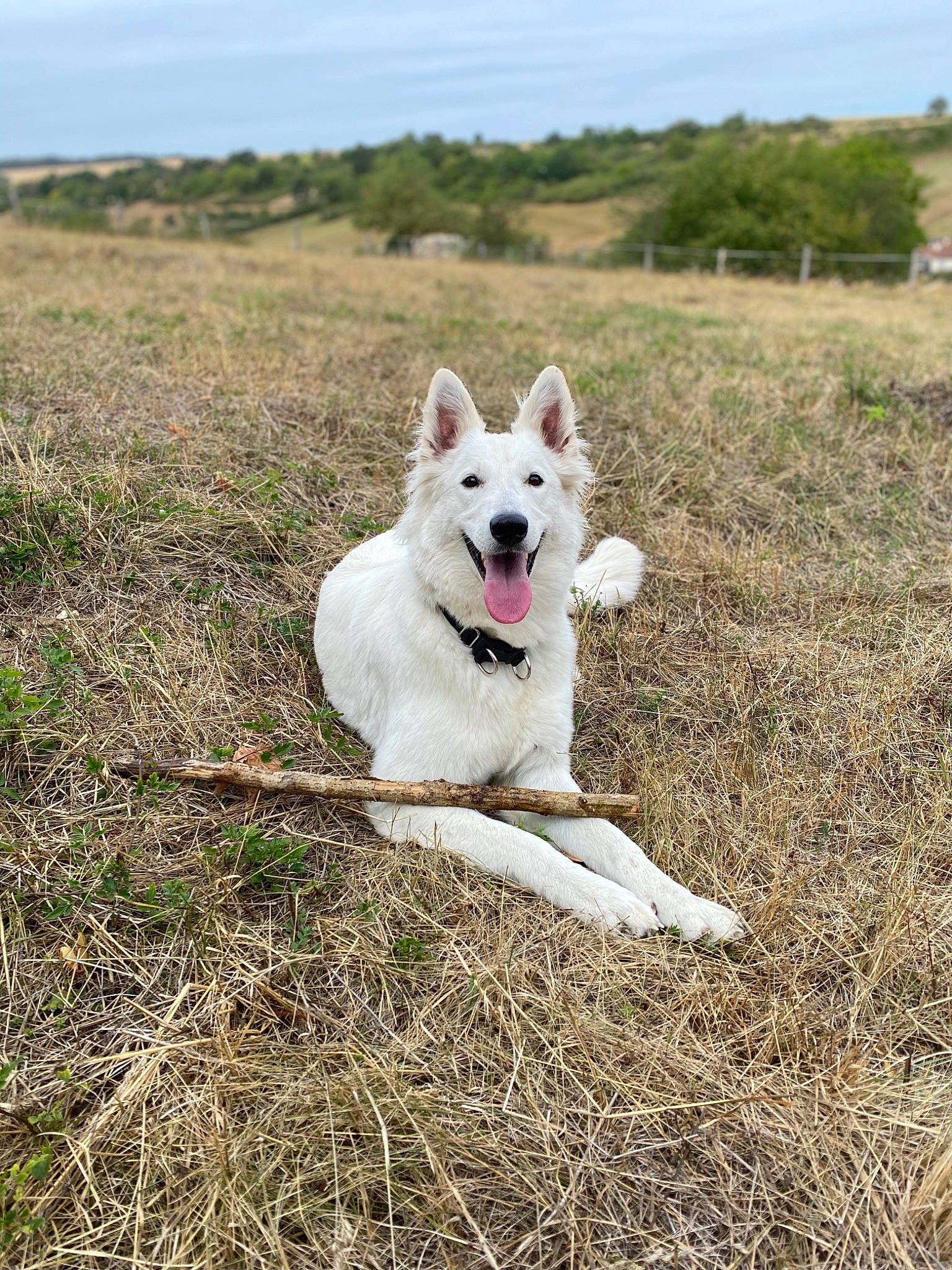 Poupette a rejoint le concours — aidez-le/la à gagner de superbes lots ! berger_blanc_suisse, canidae, carnivore, dog, dog_breed, german_shepherd_dog, grass, herding_dog, mammal, plant, vertebrate, white_shepherd
