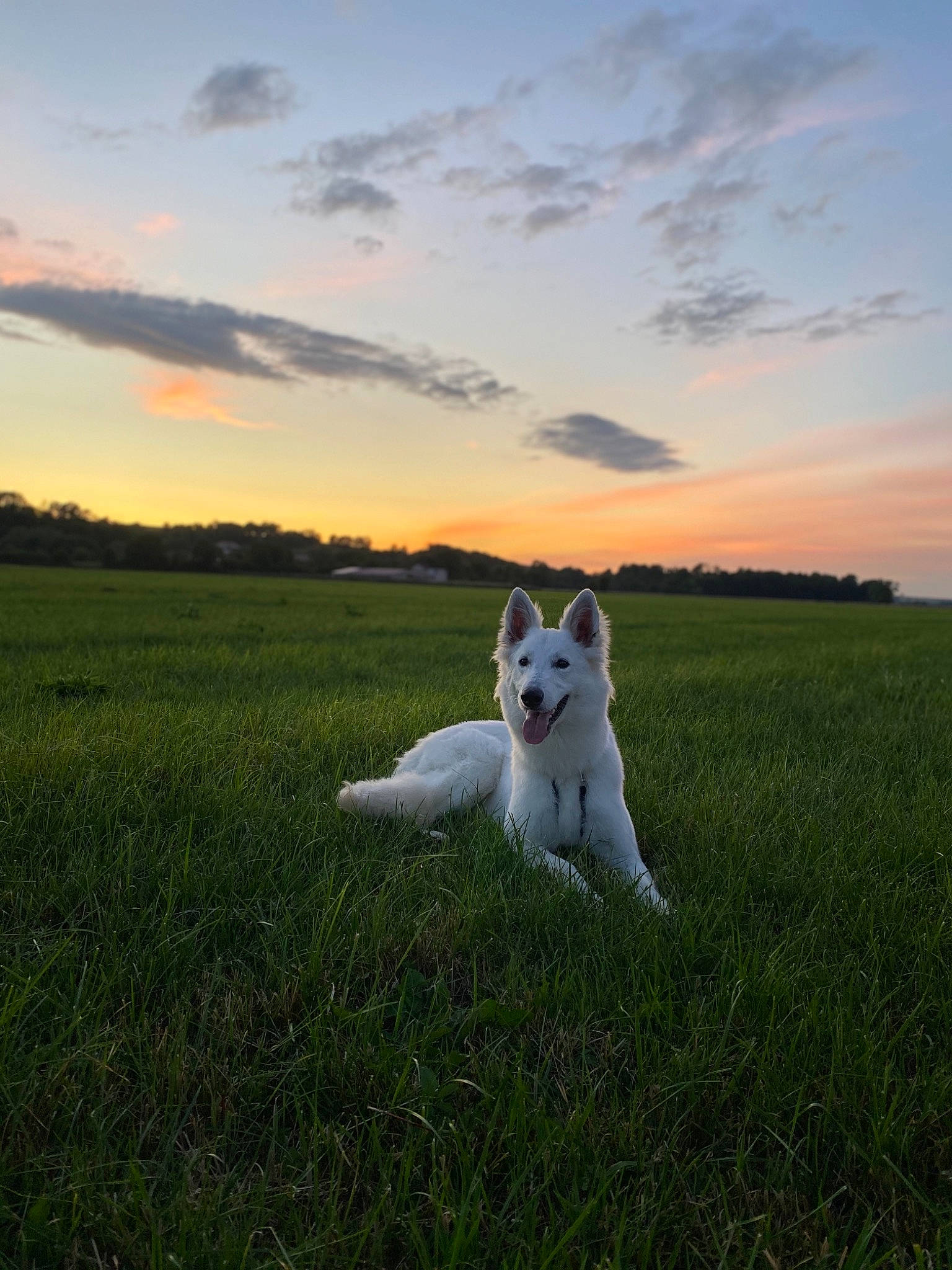 Poupette a rejoint le concours — aidez-le/la à gagner de superbes lots ! akita, berger_blanc_suisse, canidae, carnivore, dog, dog_breed, evening, field, grass, grassland, mammal, meadow, norwegian_buhund, pasture, prairie, siberian_husky, sky, sunlight, vertebrate, white_shepherd