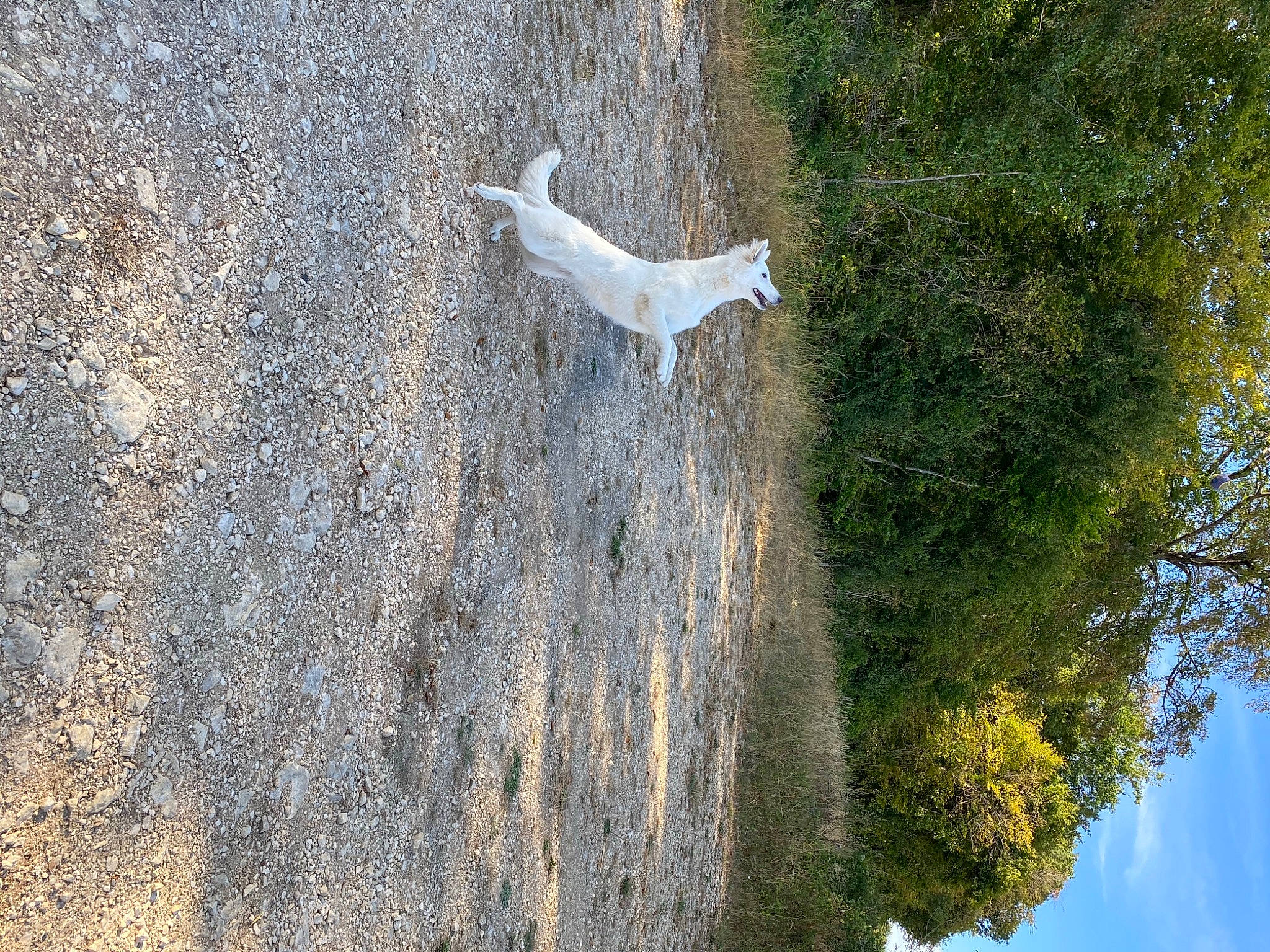 Poupette a rejoint le concours — aidez-le/la à gagner de superbes lots ! rock, tree, water, wildlife