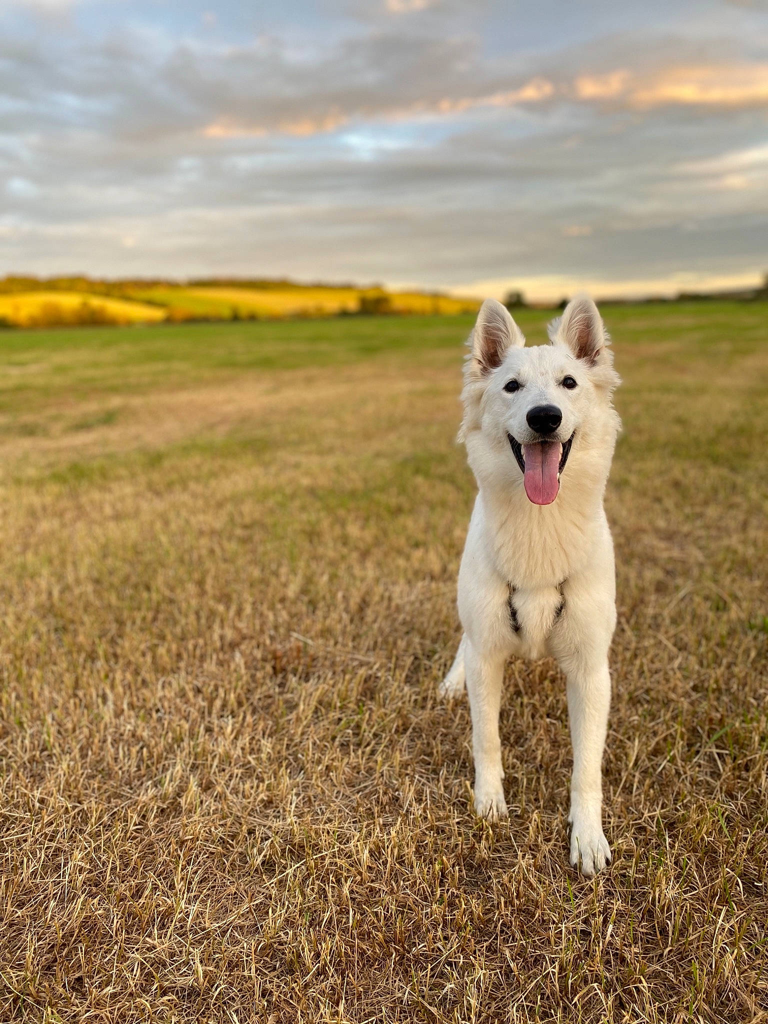 Poupette participe au concours pour gagner de l'argent avec cette photo : berger_blanc_suisse, canaan_dog, canidae, carnivore, dog, dog_breed, field, grassland, greenland_dog, herding_dog, mammal, northern_inuit_dog, norwegian_buhund, plant, siberian_husky, sky, vertebrate, white_shepherd, working_dog