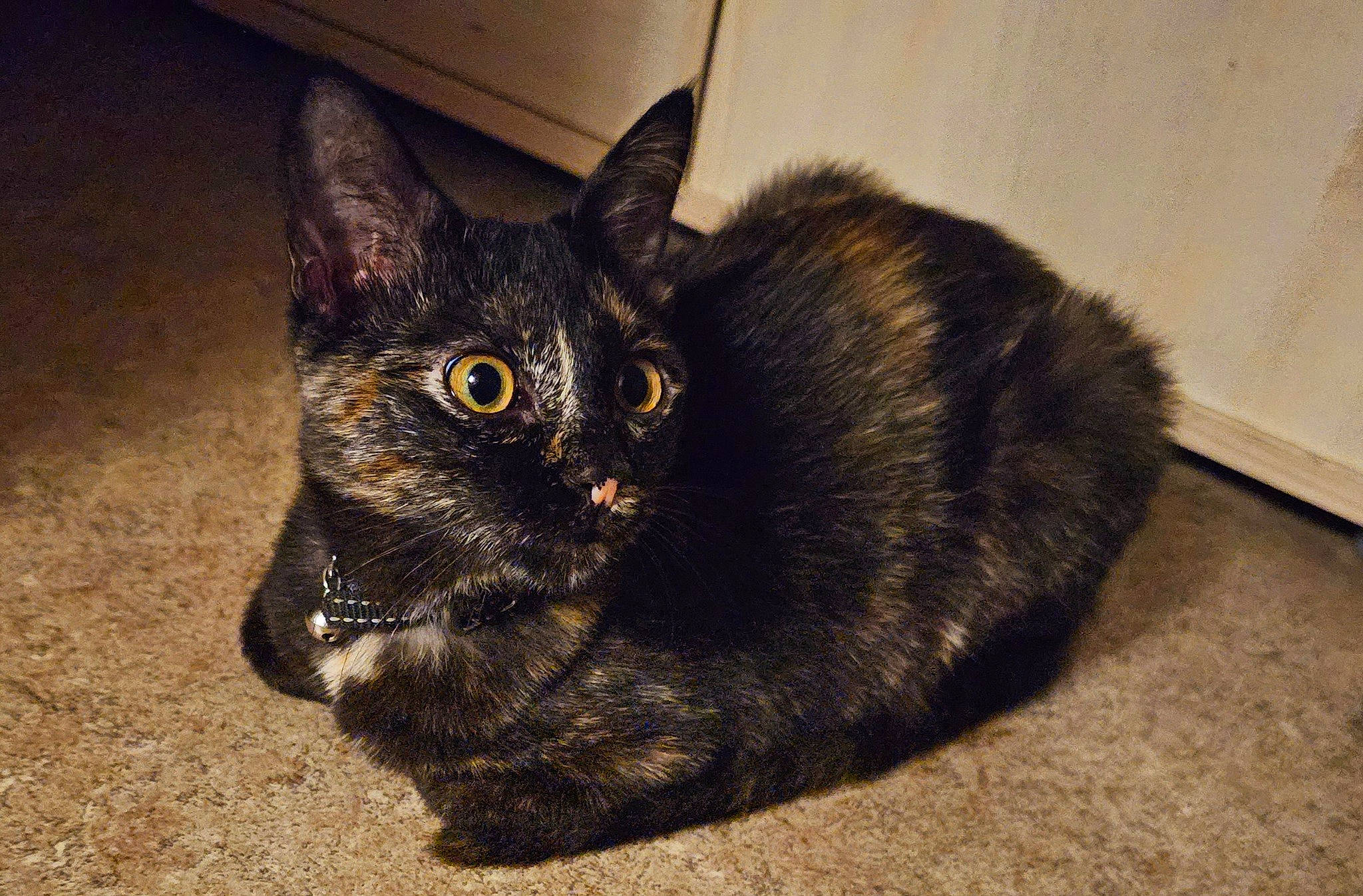 Uky a rejoint le concours — aidez-le/la à gagner de superbes lots ! black_cat, bombay, carnivore, cat, cat_furniture, cat_supply, claw, domestic_short_haired_cat, felidae, fur, paw, small_to_medium_sized_cats, snout, tail, terrestrial_animal, whiskers, window