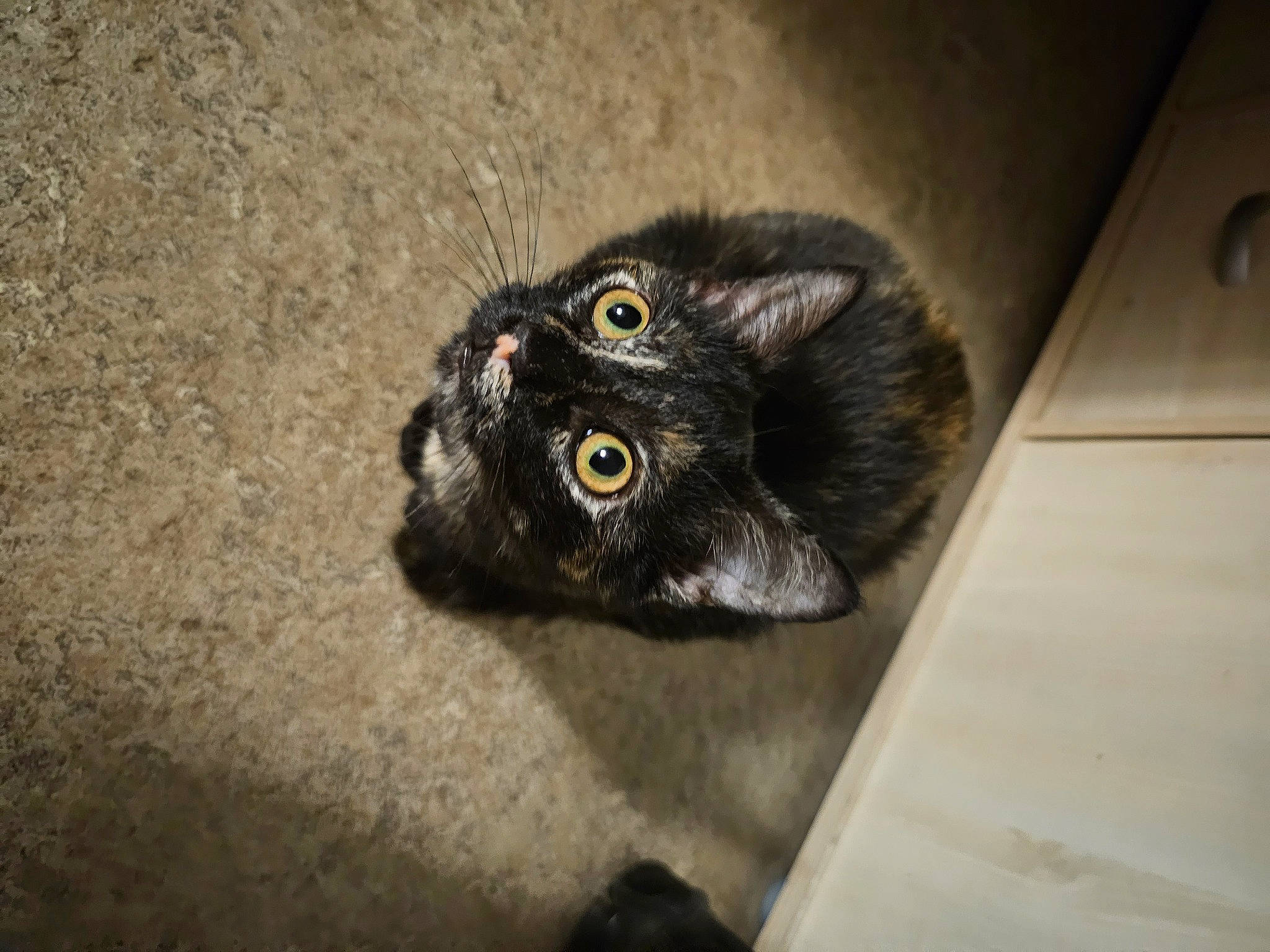 Uky a rejoint le concours — aidez-le/la à gagner de superbes lots ! carnivore, cat, claw, domestic_short_haired_cat, felidae, fur, small_to_medium_sized_cats, snout, tail, terrestrial_animal, wall_plate, whiskers, wood