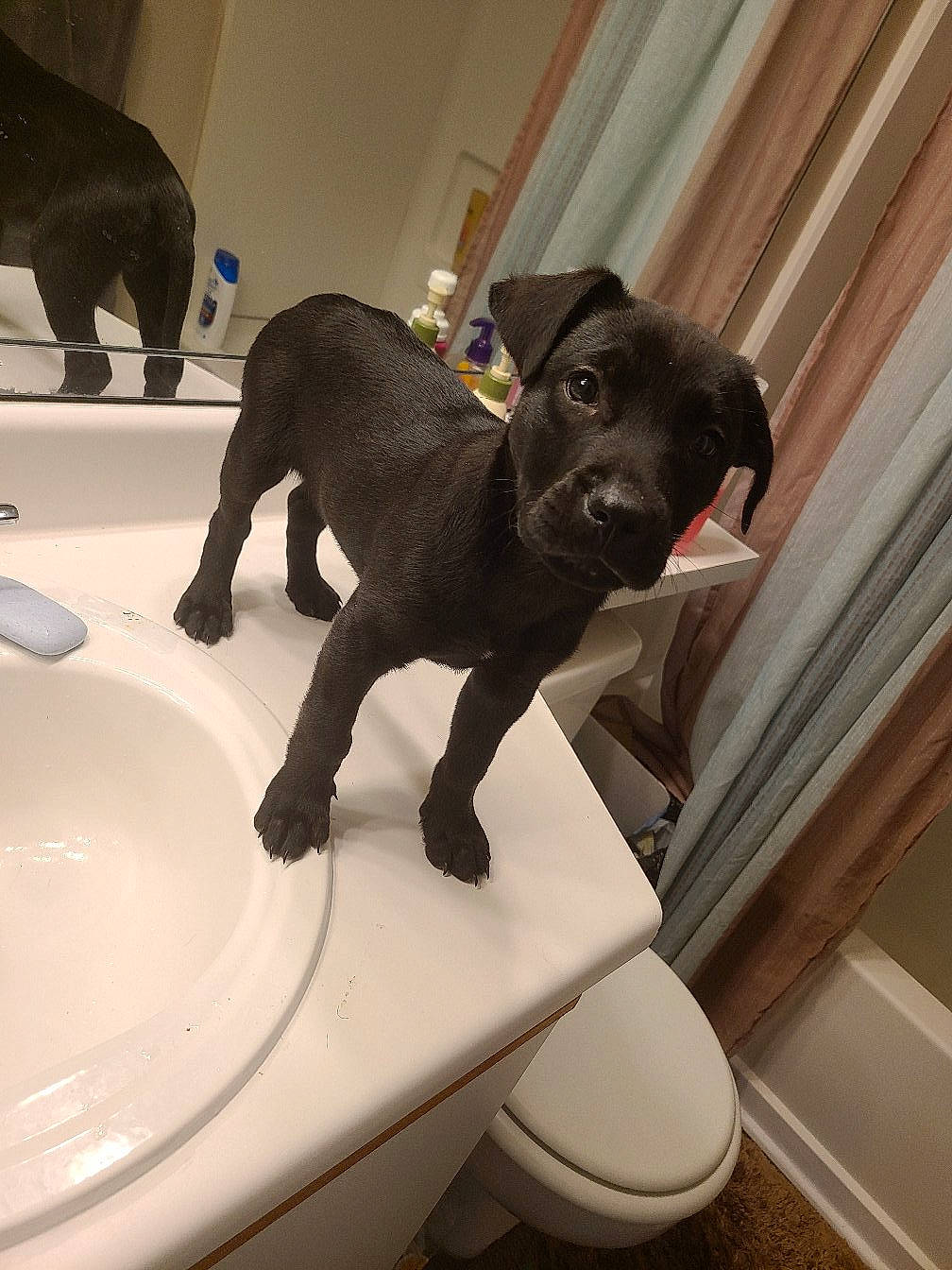 Cayde joined the competition — help win amazing prizes! bathroom, bathroom_sink, canidae, carnivore, ceramic, comfort, companion_dog, dog, dog_breed, flooring, fur, hardwood, pet_supply, plumbing, plumbing_fixture, room, sporting_group, tail, tap, toilet