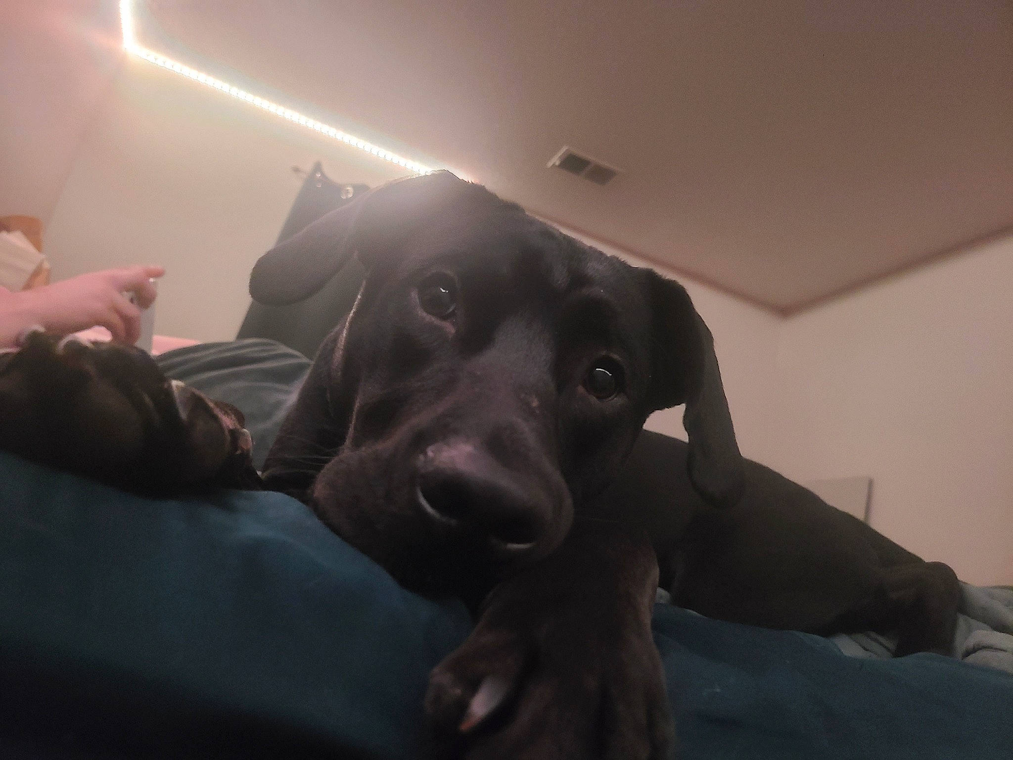 Cayde joined the competition — help win amazing prizes! bed, carnivore, cloud, comfort, companion_dog, couch, darkness, dog, dog_breed, fawn, flash_photography, flooring, fur, gesture, grey, lighting, room, snout, tints_and_shades, working_animal