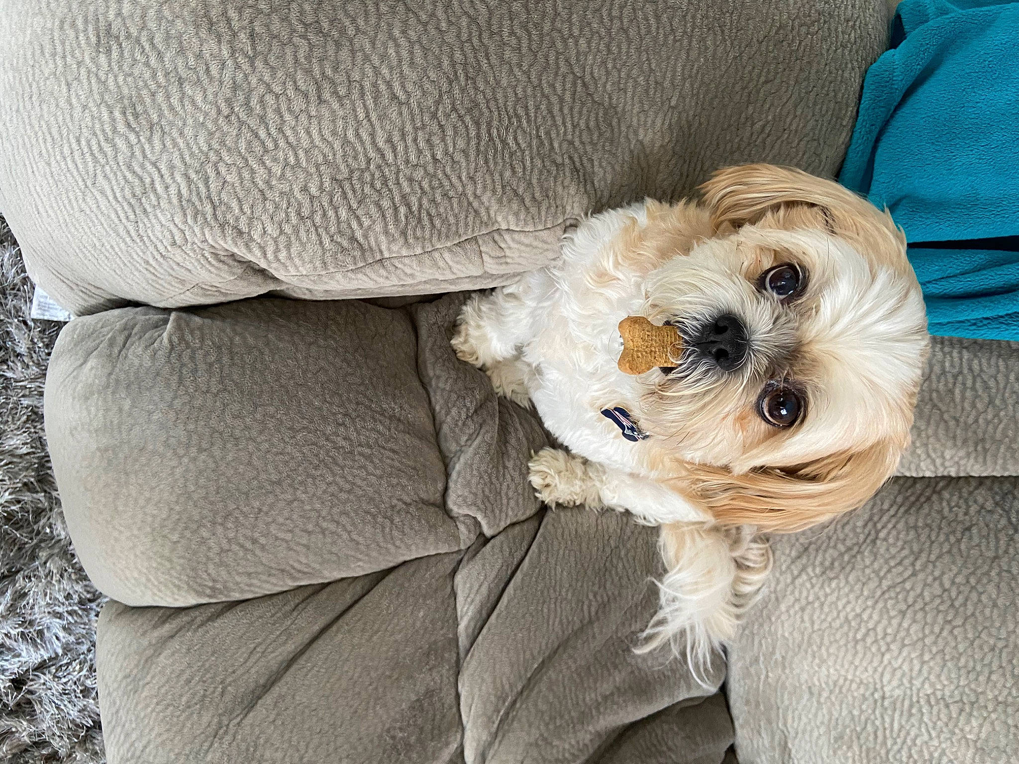 Levi joined the competition — help win amazing prizes! carnivore, comfort, companion_dog, dog, dog_breed, dog_clothes, dog_collar, dog_supply, fur, glasses, goggles, hat, puppy_love, sleeve, small_terrier, sporting_group, sunglasses, terrier, toy_dog, working_animal