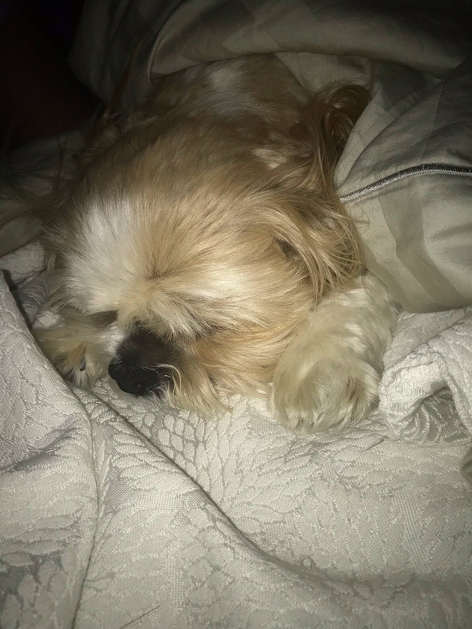 Levi is registered to the contest to win money with this photo: bed, canidae, carnivore, comfort, companion_dog, dog, dog_breed, fawn, felidae, liver, paw, shih_tzu, small_terrier, snout, sporting_group, tail, terrier, toy_dog, whiskers, working_animal