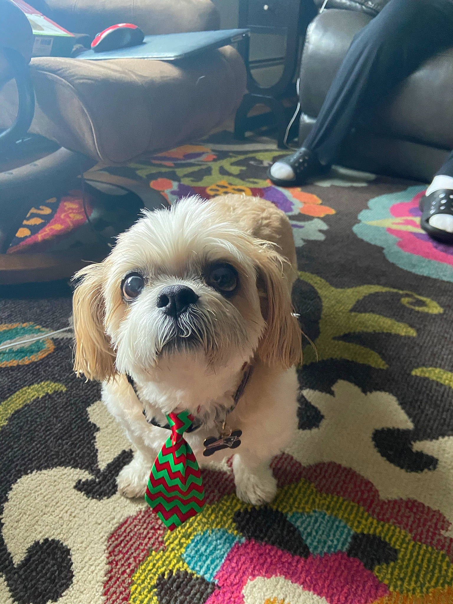 Levi joined the competition — help win amazing prizes! carnivore, chair, comfort, companion_dog, couch, dog, dog_breed, dog_supply, eyewear, fawn, flooring, liver, pattern, shih_tzu, small_terrier, snout, terrier, textile, toy_dog, working_animal