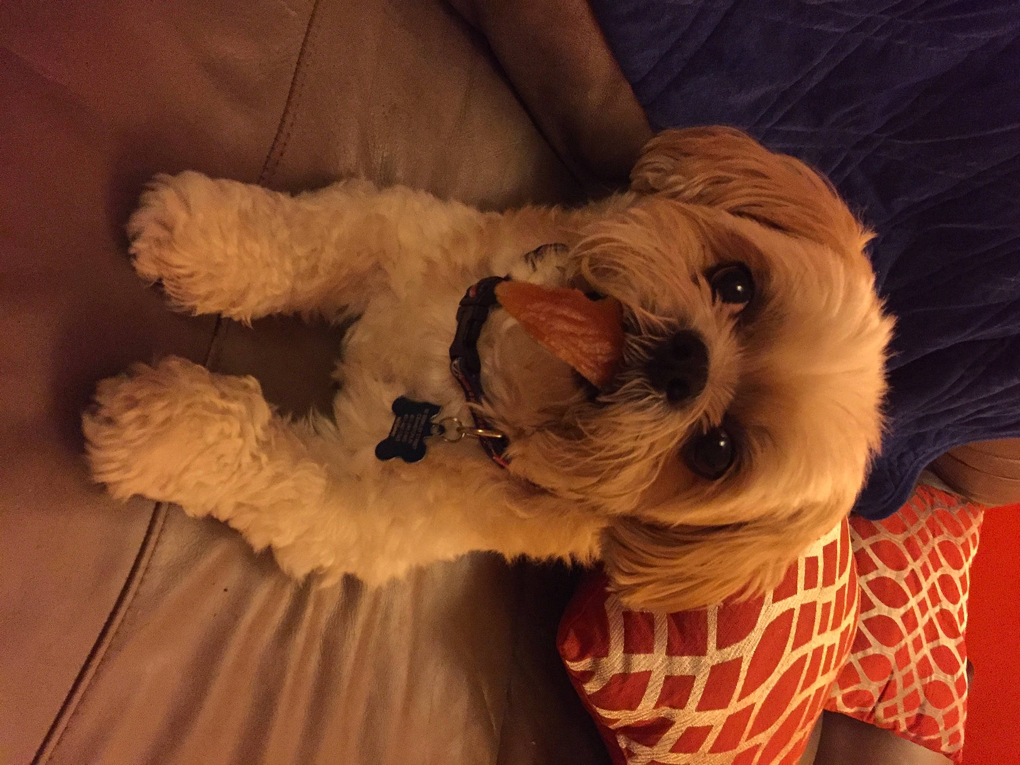 Levi joined the competition — help win amazing prizes! canidae, carnivore, companion_dog, dog, dog_breed, dog_clothes, dog_collar, dog_supply, fawn, fur, goggles, pet_supply, small_terrier, snout, sporting_group, sunglasses, tail, terrier, toy_dog, working_animal