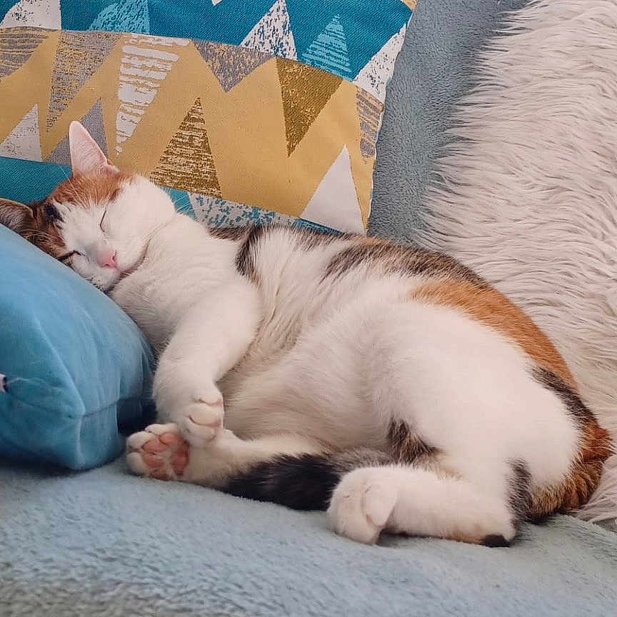Amber participe au concours pour gagner de l'argent avec cette photo : blanket, calico_cat, cat, cozy, cushion, ear, fluffy, fur, furniture, home_interior, indoor, nap, patterned_pillow, paw_beans, pillow, relaxed, sleeping, sofa, throw, whiskers