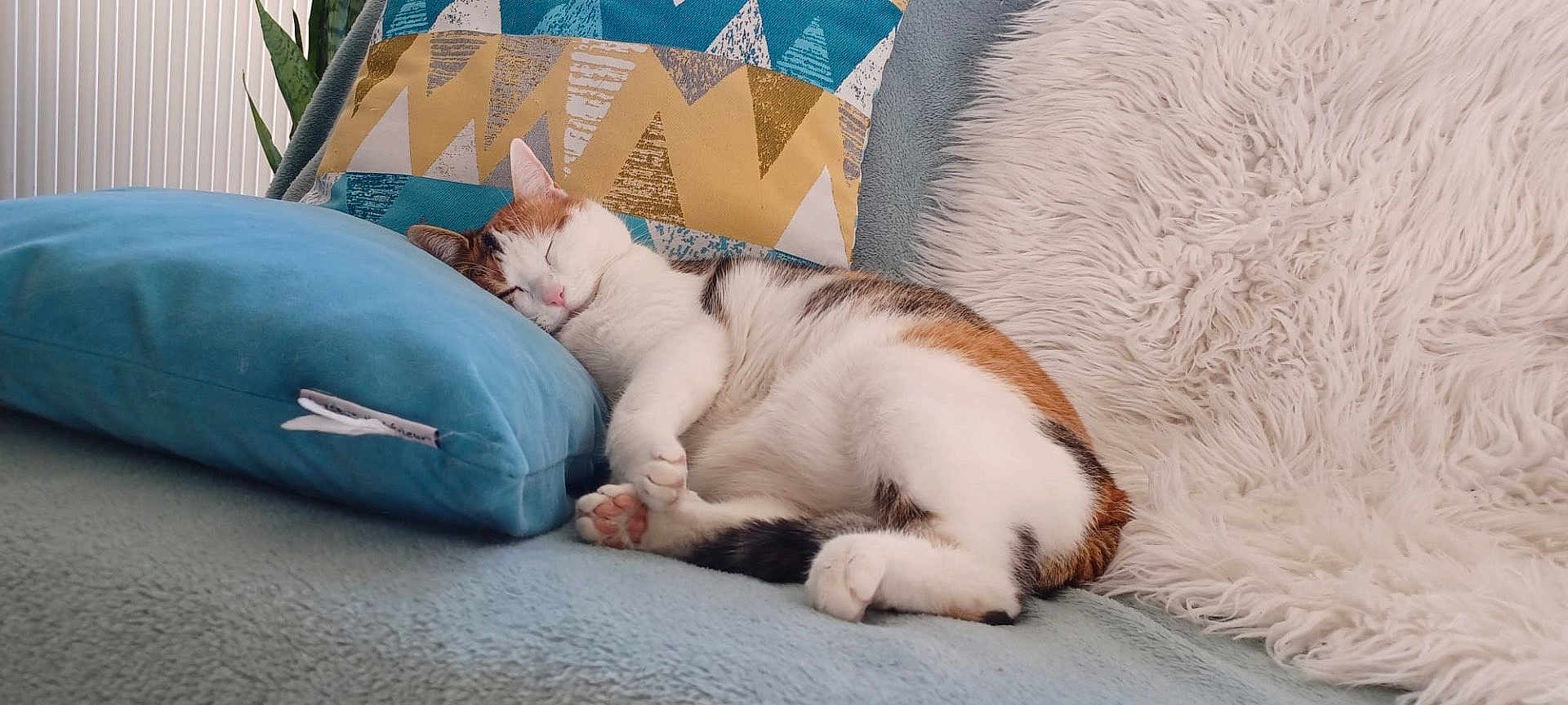 Amber participe au concours pour gagner de l'argent avec cette photo : cat, calico_cat, sleeping, paw_beans, pillow, sofa, cushion, blanket, fluffy, fur, cozy, nap, whiskers, ear, home_interior, indoor, relaxed, patterned_pillow, throw, furniture