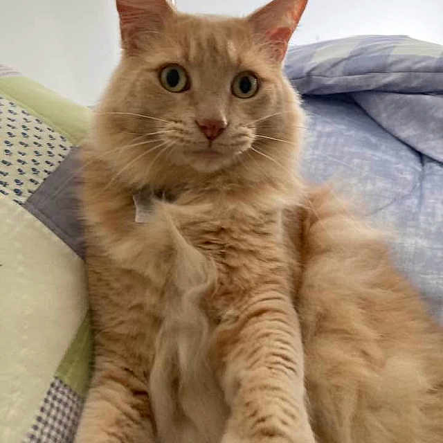 Kopa