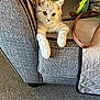 kitten, cat, couch, furniture, plush_toy, avocado_toy, paws, carpet, blanket, cozy, indoor, pet, fur, relaxed, cute, animal, home, living_room, curious, soft