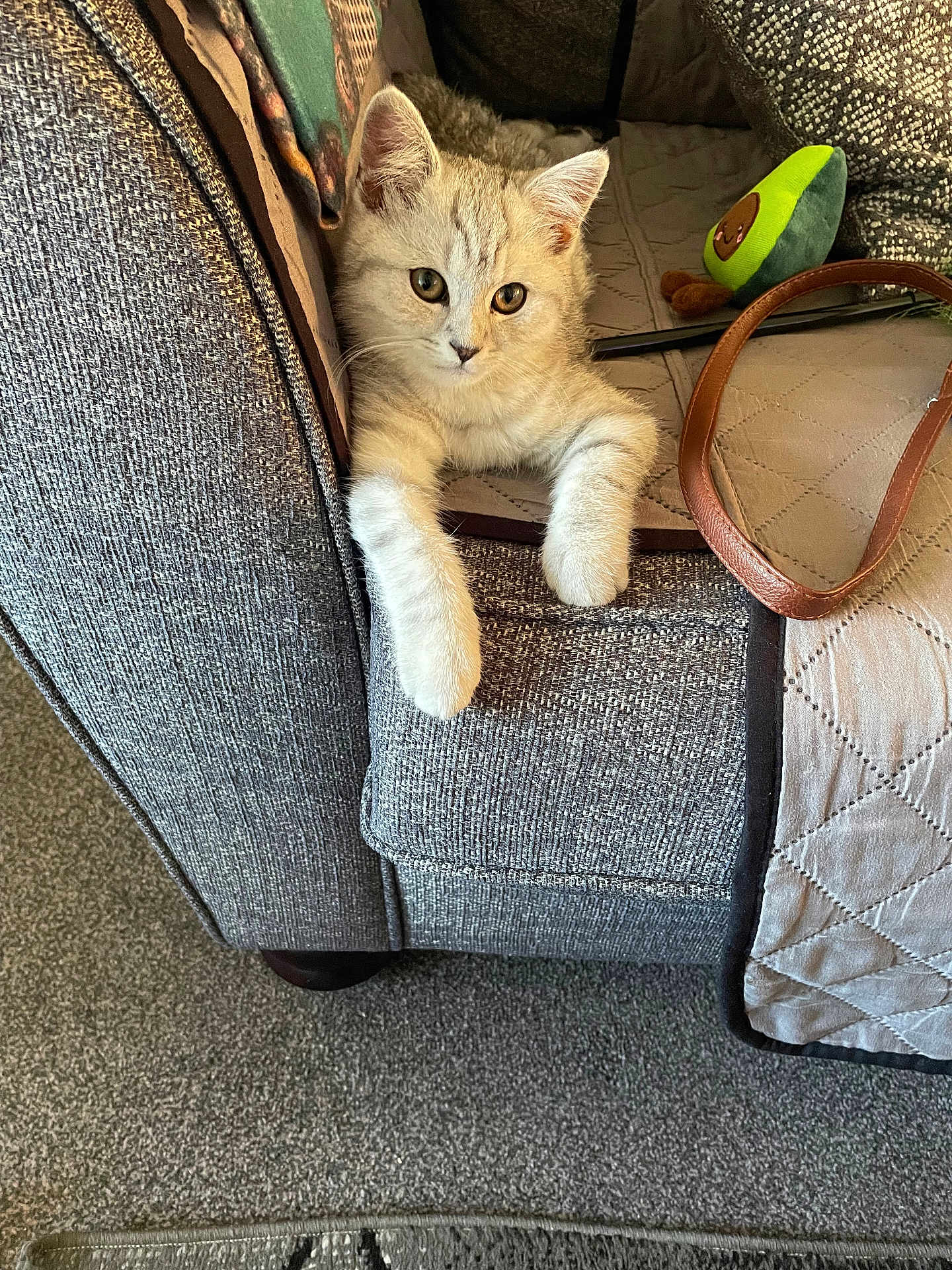 Skye joined the competition — help win amazing prizes! kitten, cat, couch, furniture, plush_toy, avocado_toy, paws, carpet, blanket, cozy, indoor, pet, fur, relaxed, cute, animal, home, living_room, curious, soft