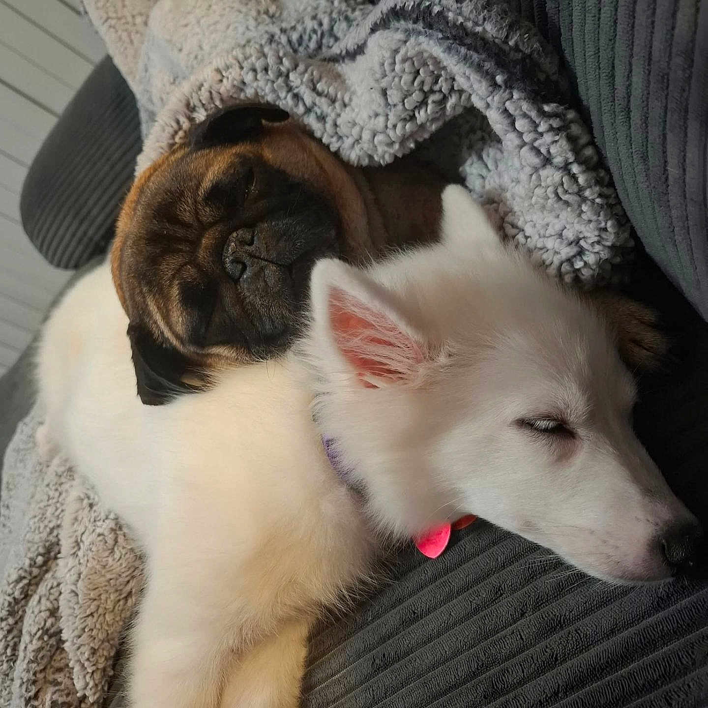 Poltergeist is registered to the contest to win money with this photo: dogs, puppy, pug, white_dog, sleeping, sleepy, couch, blanket, cozy, indoors, pets, canine, snuggling, resting, closed_eyes, tongue, pink_tongue, fur, portrait, home_decor