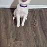 puppy, dog, white_dog, small_dog, pet, animal, canine, collar, purple_collar, smiling, open_mouth, sitting, front_view, indoors, wooden_floor, floor, wall, baseboard, portrait, happy