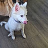 Poltergeist joined the competition — help win amazing prizes! puppy, dog, pug, white_dog, small_dog, licking, tongue, sitting, indoor, wooden_floor, pet, animal, collar, floppy_ears, short_hair, furry, home, table, slippers, playful