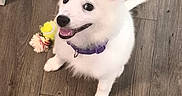 Poltergeist joined the competition — help win amazing prizes! puppy, dog, white_fur, fluffy, sitting, indoors, wooden_floor, door, purple_collar, rope_toy, yellow_toy, happy, smiling, open_mouth, pointed_ears, wagging_tail, portrait, pet, playful, photography