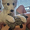 Poltergeist is registered to the contest to win money with this photo: puppy, dog, white_fur, fluffy, stuffed_animal, sheep_toy, toy, pet, animal, cute, curious, big_eyes, black_nose, paws, indoors, couch, lap, window, blinds, portrait