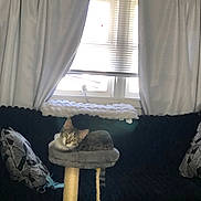 Missy Morris is registered to the contest to win money with this photo: animal, cat, cat_tree, couch, cozy, curtains, furniture, gray, indoor, living_room, looking, pet, pillow, resting, rope, soft, tabby_cat, white, window, yellow_eyes
