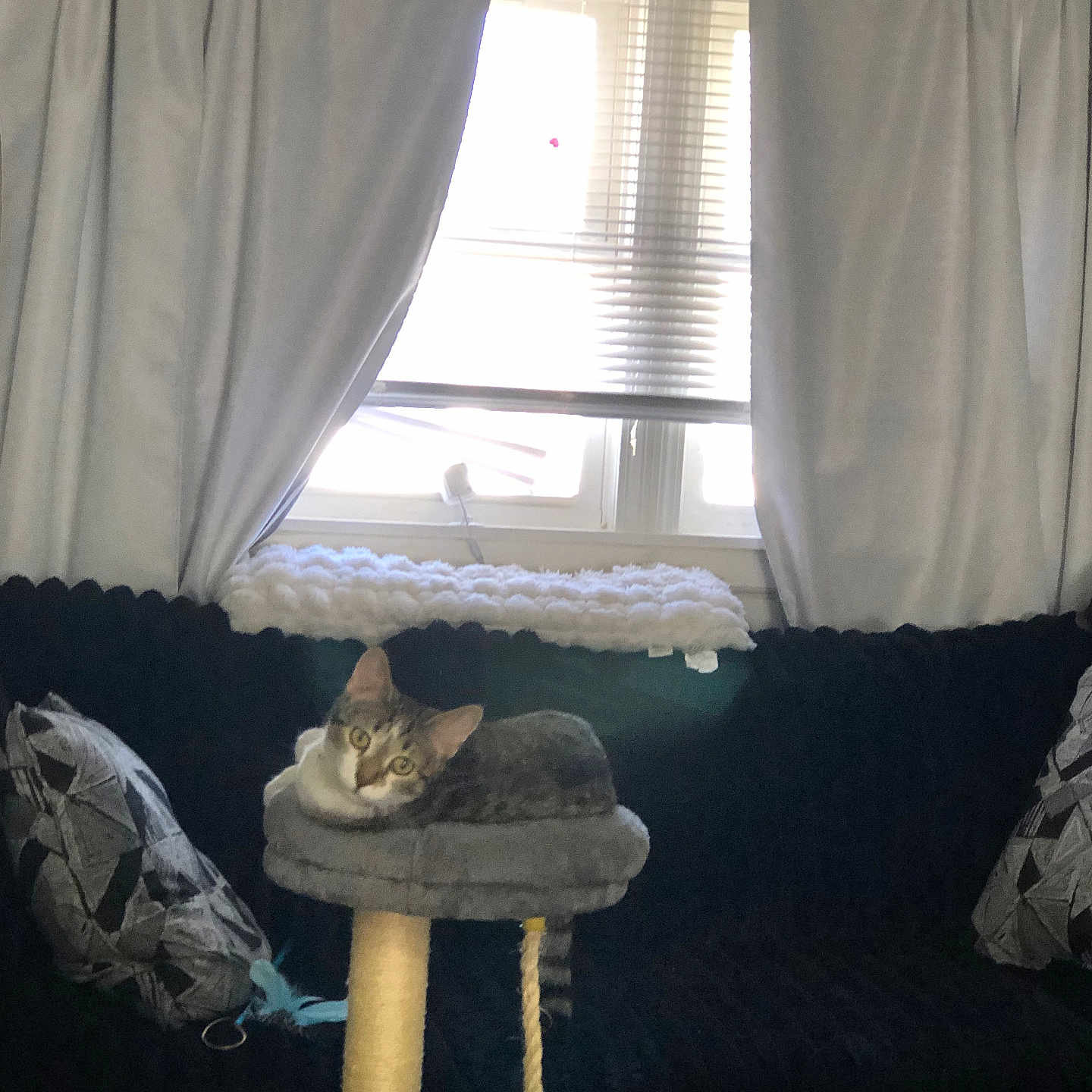Missy Morris is registered to the contest to win money with this photo: animal, cat, cat_tree, couch, cozy, curtains, furniture, gray, indoor, living_room, looking, pet, pillow, resting, rope, soft, tabby_cat, white, window, yellow_eyes