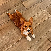 Finn is registered to the contest to win money with this photo: corgi, dog, puppy, pet, animal, splooting, lying_down, wooden_floor, indoor, home, brown_fur, white_chest, white_paws, pointed_ears, black_nose, portrait, cute, playful, camera_facing, floor