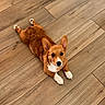 corgi, dog, puppy, pet, animal, splooting, lying_down, wooden_floor, indoor, home, brown_fur, white_chest, white_paws, pointed_ears, black_nose, portrait, cute, playful, camera_facing, floor