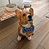 Finn joined the competition — help win amazing prizes! corgi, dog, puppy, bow_tie, pet, portrait, sitting, indoors, wood_floor, food_bowl, pet_feeder, brown_fur, white_chest, pointed_ears, black_nose, looking_at_camera, cute, well_groomed, home, dining_area