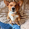 Finn joined the competition — help win amazing prizes! dog, corgi, pet, sleeping, relaxed, cute, fluffy, tan_and_white, large_ears, closed_eyes, black_nose, collar, lying_down, belly_up, paws, blanket, bed, indoor, cozy, portrait