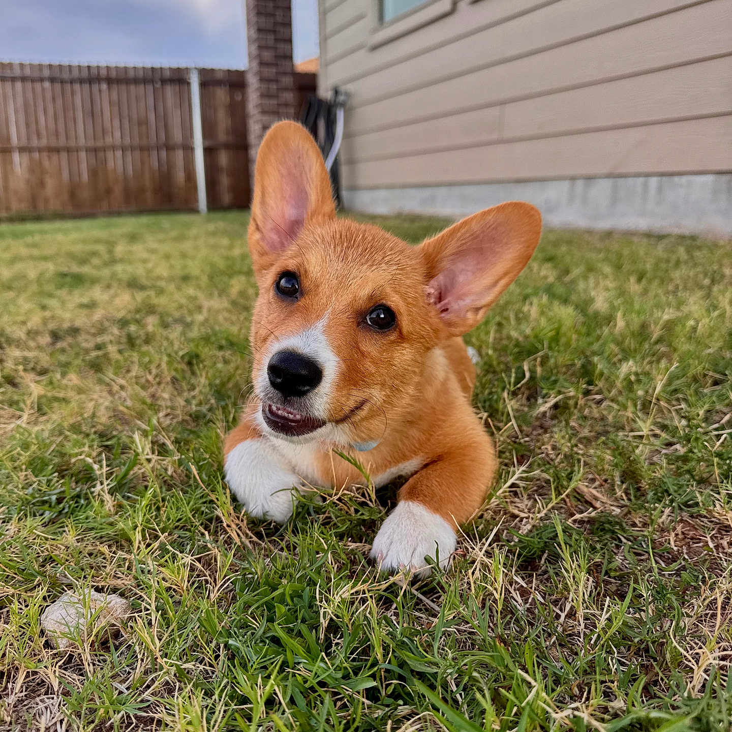 Finn is registered to the contest to win money with this photo: corgi, puppy, dog, grass, backyard, garden, outdoors, portrait, closeup, ears, floppy_ears, smiling, happy, playful, orange_coat, white_paws, black_nose, house, fence, window