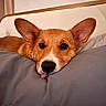 dog, puppy, brown_coat, large_ears, floppy_ears, white_muzzle, black_nose, tongue, sleepy, cute, portrait, close_up, bed, blanket, bedding, indoors, cozy, resting, animal_face, pet