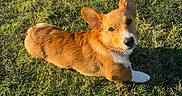 Finn joined the competition — help win amazing prizes! corgi, dog, puppy, grass, outdoor, sunlight, golden_coat, white_chest, pointed_ears, floppy_ear, lying_down, looking_at_camera, happy, playful, pet, animal, lawn, daylight, portrait, cute