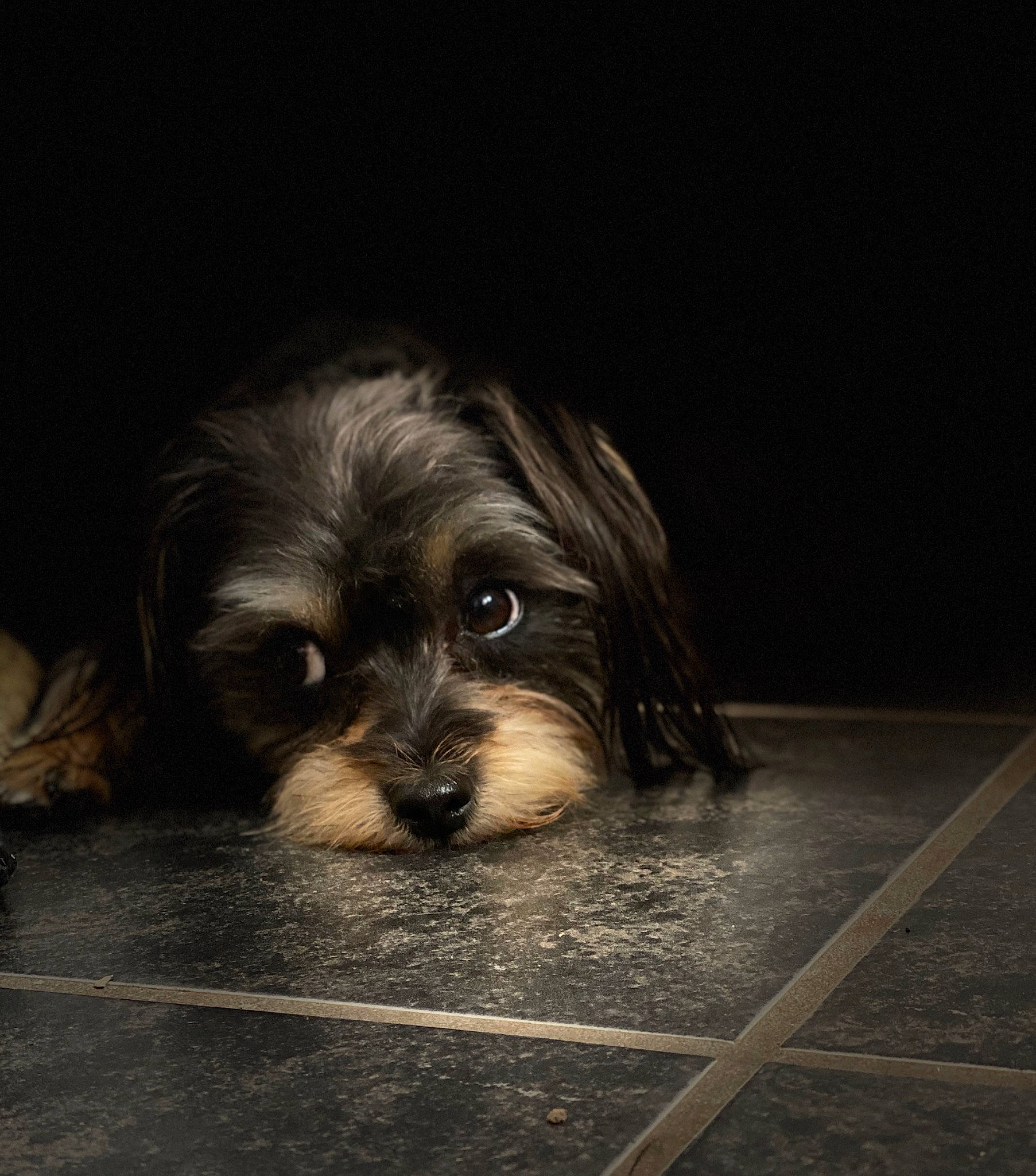 Piper is registered to the contest to win money with this photo: canidae, carnivore, companion_dog, darkness, dog, dog_breed, flooring, fur, liver, non_sporting_group, small_terrier, snout, sporting_group, terrestrial_animal, terrier, toy_dog, wood, working_animal