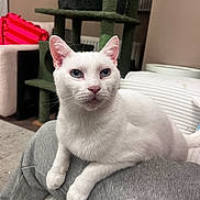 Yoda joined the competition — help win amazing prizes! cat, white_cat, pet, feline, indoor, couch, cat_tree, blue_eyes, ears, paws, fur, portrait, domestic_cat, whiskers, looking_up, cozy, furniture, blanket, home, closeup