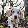puppy, dog, blue_eyes, floppy_ears, forest, trees, moss, leaves, outdoor, nature, young_dog, pet, curious, animal, cute, small, walking, daylight, ground, collar