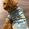 Mimi joined the competition — help win amazing prizes! cat, ginger_cat, pet, animal, clothing, shirt, festive, santa_claus, holiday, indoor, cute, feline, looking_back, tail, fur, whiskers, ears, soft_focus, blue, patterned_clothing