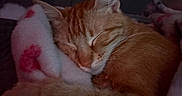Mimi joined the competition — help win amazing prizes! cat, orange_tabby, sleeping, blanket, cozy, fur, pet, animal, resting, cute, domestic_cat, whiskers, paw, indoor, soft, closeup, calm, relaxation, warm, nap