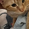 Mimi joined the competition — help win amazing prizes! cat, orange_tabby, close_up, whiskers, fur, blanket, mouse_cartoon, soft_texture, curious, pet, indoor, resting, cozy, clothing, yellow, grey, animal, cute, domestic, feline