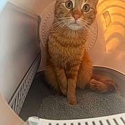 Mimi is registered to the contest to win money with this photo: cat, orange_cat, tabby, pet, animal, indoor, litter_box, fur, whiskers, eyes, curious, sitting, tail, closeup, mammal, cute, domestic_cat, looking_up, feline, warm_light