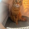 cat, orange_cat, tabby, pet, animal, indoor, litter_box, fur, whiskers, eyes, curious, sitting, tail, closeup, mammal, cute, domestic_cat, looking_up, feline, warm_light