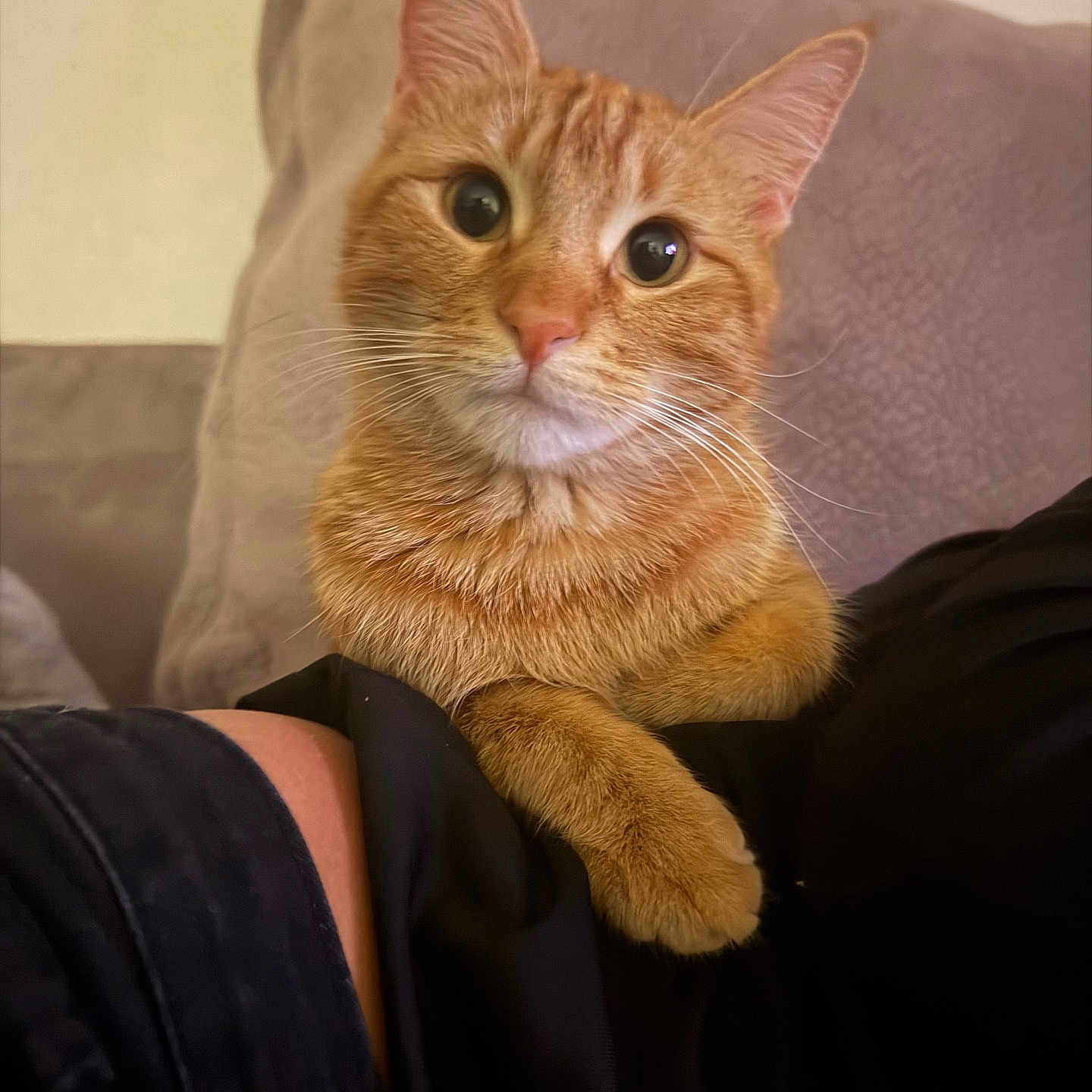Mimi joined the competition — help win amazing prizes! cat, orange_tabby, pet, animal, feline, close_up, cute, whiskers, fur, ears, eyes, face, indoor, couch, person, lap, relaxed, curious, domestic_cat, mammal