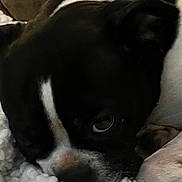 Molly joined the competition — help win amazing prizes! animal, black_and_white, blanket, close_up, comfort, companion, couch, cozy, cute, dog, domestic, fur, indoor, pet, portrait, relaxed, resting, sleepy, snuggling, soft_texture