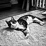 Blue a rejoint le concours — aidez-le/la à gagner de superbes lots ! cat, tabby, indoor, rug, floor, furniture, curious, pet, animal, relaxed, laying_down, whiskers, ears, eyes, legs, tail, cozy, home, black_and_white, domestic_cat